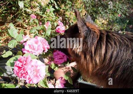 Deutscher Schäferhund beim Blumenschauen Stockfoto
