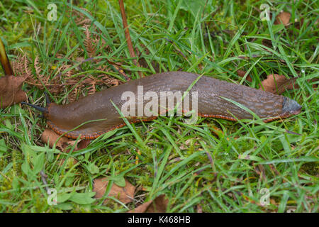 In der Nähe von großen braunen Slug mit orange Fuß - Fringe (Arion ater Rufus) Stockfoto