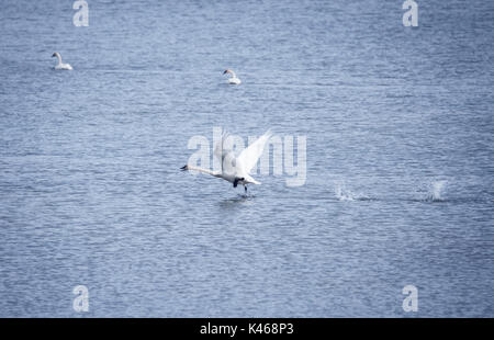 Trumpeter Swan, die von einem Yukon See im Sommer mit zwei anderen Schwänen im Hintergrund. Stockfoto