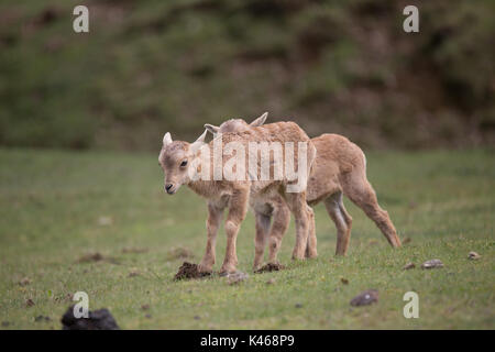 Fahren Sie durch Safari Park Varallo Pombia Novara Italien Lago Maggiore lago Piemonte Piemont Wildlife Zoo Parks Tiere wie Zebras, Löwen, Tiger Stockfoto