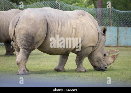 Fahren Sie durch Safari Park Varallo Pombia Novara Italien Lago Maggiore lago Piemonte Piemont Wildlife Zoo Parks Tiere wie Zebras, Büffel, Tiger Stockfoto