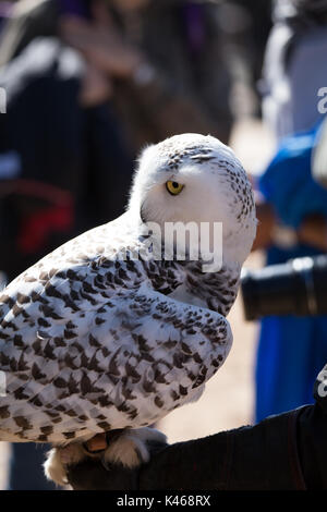 Fahren Sie durch Safari Park Varallo Pombia Novara Italien Lago Maggiore lago Piemonte Piemont Wildlife Zoo Parks Tiere wie Zebras, Büffel, Tiger Stockfoto