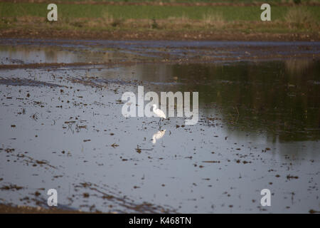 Ein white heron im Wasser Reisfelder zwischen Vercelli und Novara in der Nähe des Safari Park Varallo Pombia Novara Italien Lago Maggiore lago wider Stockfoto