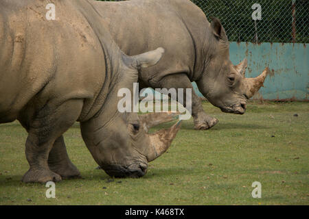 Fahren Sie durch Safari Park Varallo Pombia Novara Italien Lago Maggiore lago Piemonte Piemont Wildlife Zoo Parks Tiere wie Zebras, Büffel, Tiger Stockfoto