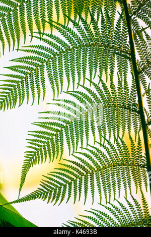 Tasmanische Baum (Dicksonia antarctica), Farn Blatt. Botanischer Garten, Madrid. Spanien Stockfoto