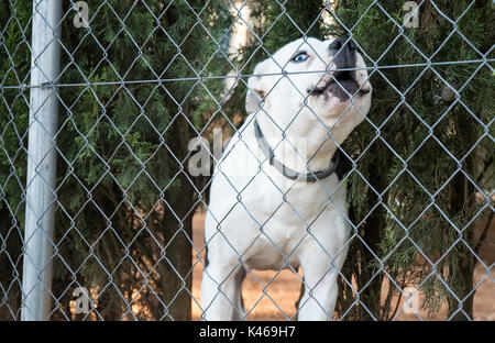 Weiße Französische Bulldogge mit blauen Augen Stockfoto