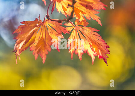 Acer japonicum aconitifolium im Herbst an der Königlichen Botanischen Garten. Madrid. Gemeinschaft von Madrid. Spanien Stockfoto