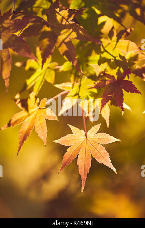 Acer palmatum im Herbst an der Königlichen Botanischen Garten. Madrid. Gemeinschaft von Madrid. Spanien Stockfoto