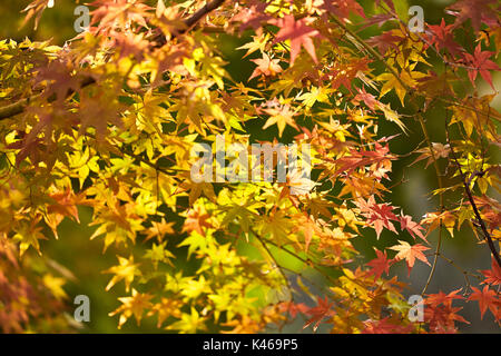 Acer palmatum im Herbst an der Königlichen Botanischen Garten. Madrid. Gemeinschaft von Madrid. Spanien Stockfoto