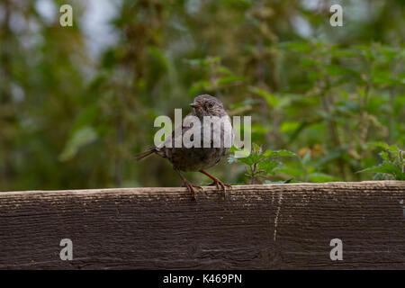 Dunnock. Phasianus colchicus. Portrait von einzelnen Erwachsenen auf Zaun thront. Powys. Wales Stockfoto