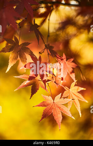 Acer palmatum im Herbst an der Königlichen Botanischen Garten. Madrid. Gemeinschaft von Madrid. Spanien Stockfoto