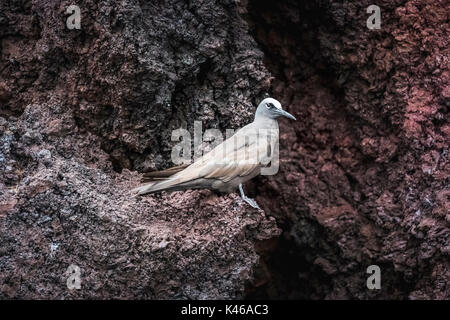 Braun Noddy (Anous stolidus) steht auf einem Felsvorsprung, auf einer Klippe auf Rabida Island, Galapagos, Ecuador, Südamerika Stockfoto