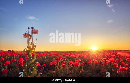 White opium poppy and red poppy flowers field. Getafe, Community of Madrid. Spain. Stockfoto