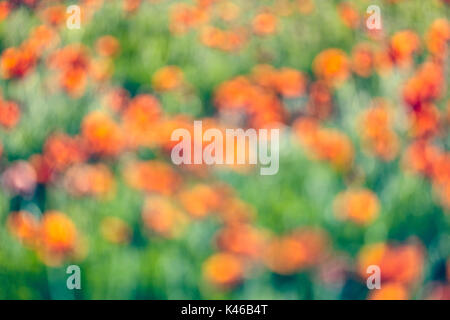 Roter Mohn Blumen Feld verwischt. Getafe, Gemeinschaft von Madrid. Spanien. Stockfoto