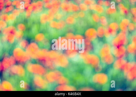 Roter Mohn Blumen Feld verwischt. Getafe, Gemeinschaft von Madrid. Spanien. Stockfoto