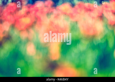 Roter Mohn Blumen Feld verwischt. Getafe, Gemeinschaft von Madrid. Spanien. Stockfoto