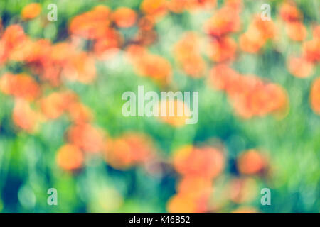 Roter Mohn Blumen Feld verwischt. Getafe, Gemeinschaft von Madrid. Spanien. Stockfoto
