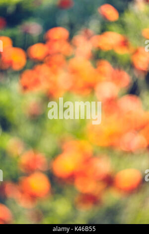 Roter Mohn Blumen Feld verwischt. Getafe, Gemeinschaft von Madrid. Spanien. Stockfoto