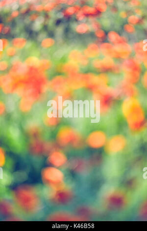 Roter Mohn Blumen Feld verwischt. Getafe, Gemeinschaft von Madrid. Spanien. Stockfoto