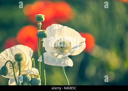 Weiß Opium poppy und Roter Mohn Blumen Feld. Getafe, Gemeinschaft von Madrid. Spanien. Stockfoto