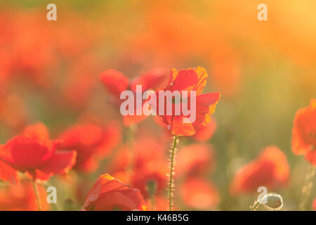 Roter Mohn Blumen Feld. Getafe, Gemeinschaft von Madrid. Spanien. Stockfoto