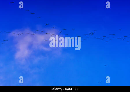 Eine Gruppe der Zugvögel im Herbst im Hintergrund blauer Himmel. Stockfoto
