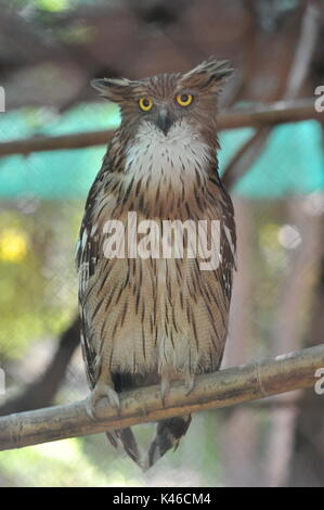 Brown Fish Owl, Phnom Tamao Wildlife Rescue Center, Provinz Takeo, Kambodscha. Credit: Kraig Lieb Stockfoto