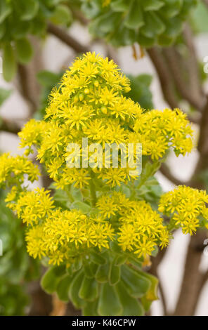 Aeonium Glutinosum Blüten im Frühjahr. Stockfoto