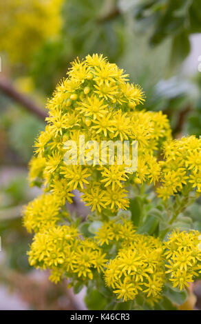 Aeonium Glutinosum Blüten im Frühjahr. Stockfoto