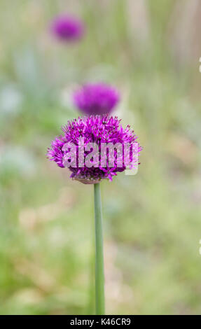 Allium hollandicum 'Purple Sensation'. Stockfoto
