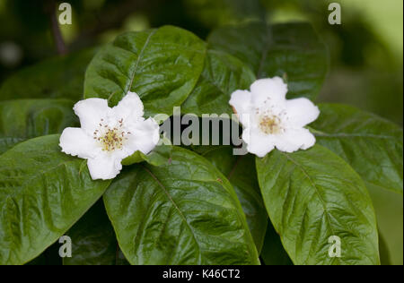 Mespilus germanica 'Großen Russischen 'Blumen im Frühling. Mispel "Großen Russischen'. Stockfoto