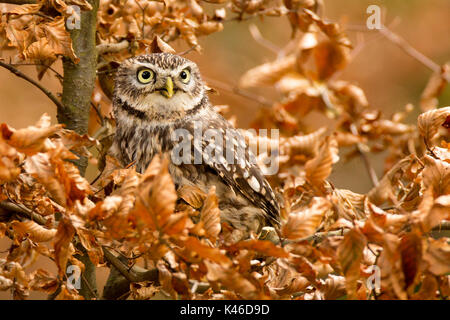 Steinkauz - Athene noctua in einem Baum gehockt Stockfoto