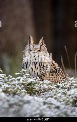 Western Sibirische Uhu - Bubo bubo Sibiricus, im Wald. Stockfoto