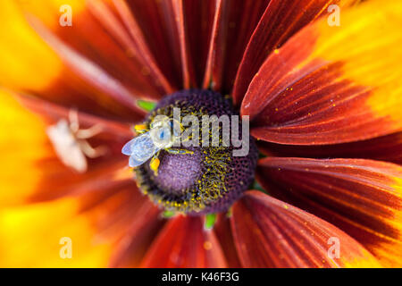 Rudbeckia hirta ' Cappuccino ', Schwarzäugige Susan Biene auf nahen Blumenzentrum APIs mellifera Honey Biene-freundliche Pflanzen Stockfoto