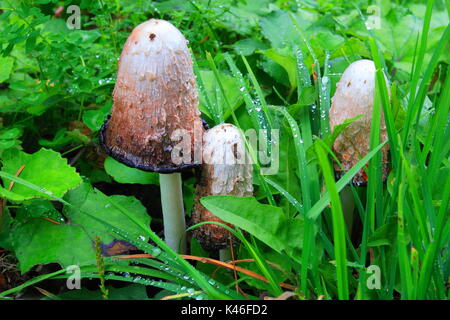 Hohes weißes Pilz Corpinus comatus im Wald Stockfoto