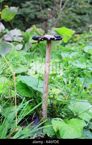 Hohes weißes Pilz Corpinus comatus im Wald Stockfoto