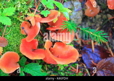 Red mushroom in den Bergen in Montenegro Stockfoto