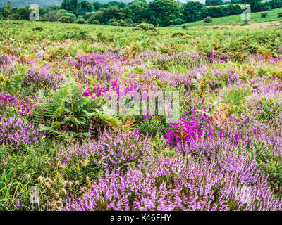 Rosa und Lila blühenden Heidekraut auf winsford Hill im Exmoor National Park. Stockfoto