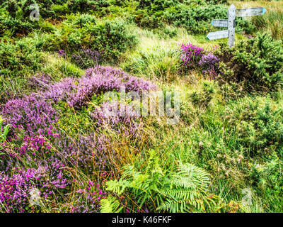 Rosa und Lila blühenden Heidekraut auf winsford Hill im Exmoor National Park. Stockfoto