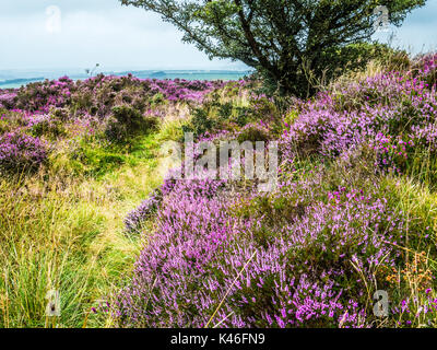 Rosa und Lila blühenden Heidekraut auf winsford Hill im Exmoor National Park. Stockfoto