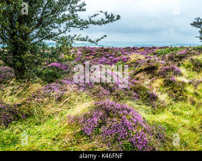 Rosa und Lila blühenden Heidekraut auf winsford Hill im Exmoor National Park. Stockfoto
