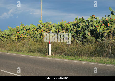 Indische Feige, Feigenkaktus (Opuntia ficus-indica, Opuntia ficus-barbarica) entlang der Straße und eine Straße Marker, Sardinien, Italien Stockfoto