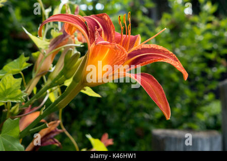 Single Tiger Lily. Stockfoto