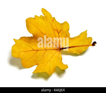 Rückseite der goldenen Herbst Eichenlaub. Auf weissem Hintergrund. Stockfoto