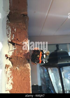 Red Admiral Schmetterling landete auf dem Mauerwerk an der vorderen Tür Stockfoto