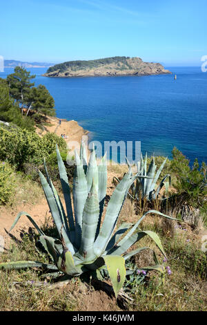 Île Verte, oder Grüne Insel, vor der Mittelmeerküste bei La Ciotat mit Agave americana im Vordergrund Provence Côte d'Azur Frankreich Stockfoto