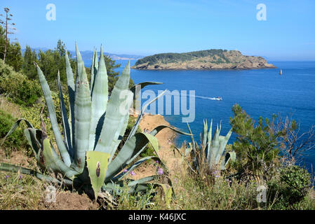 Île Verte, oder Grüne Insel, vor der Mittelmeerküste bei La Ciotat mit Agave americana im Vordergrund Provence Côte d'Azur Frankreich Stockfoto