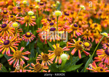 Cooper Orange Helenium „Loysder Wieck“, Helens Flower Sneezeweed Stockfoto