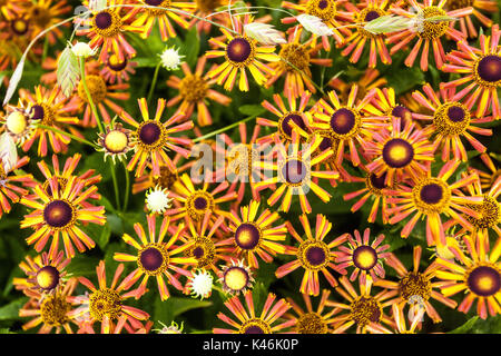 Helenium 'Loysder Wieck', Sneezeweed Helens Flower 'Loysder Wieck' Orange Perennial, Blumen Stockfoto