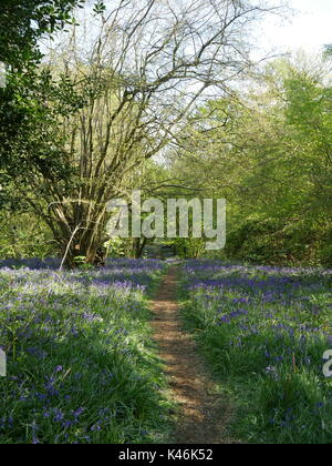 Einen Fußweg durch einen Teppich von bluebells bedecken den Boden. Bluebell Woods, yoxall Lodge, Staffordshire Stockfoto